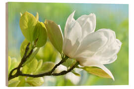 Holzbild Weiße Magnolienblüte im Fühling