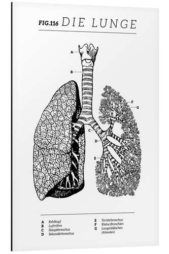 Aluminiumsbilde Lungs Vintage Diagram (German)