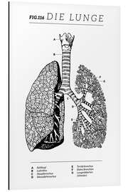 Magnettafel Die Lunge, Diagramm (Vintage)