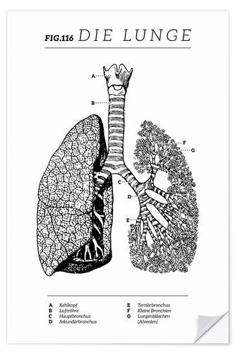 Självhäftande poster Lungs Vintage Diagram (German)