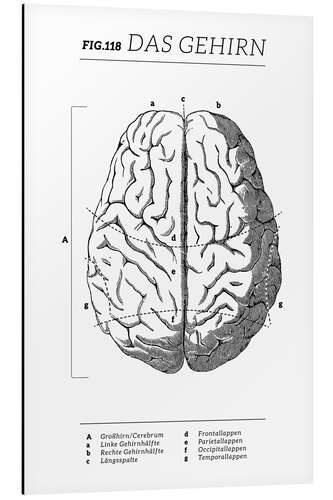 Stampa su alluminio Il cervello (tedesco)