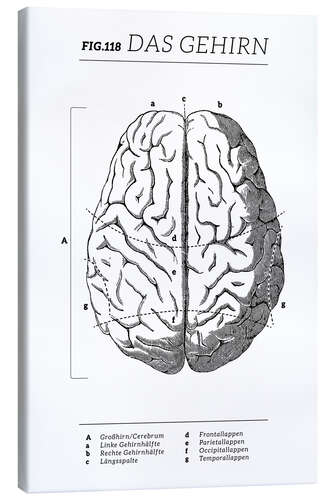 Leinwandbild Das Gehirn, Diagramm (Vintage)