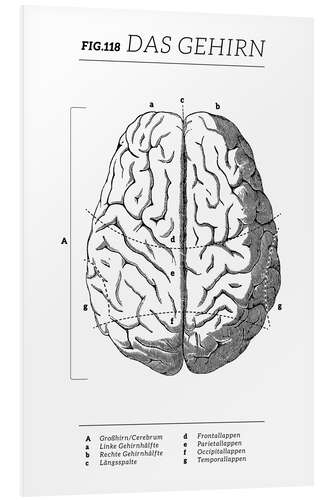 PVC-taulu Brain Vintage Diagram (German)