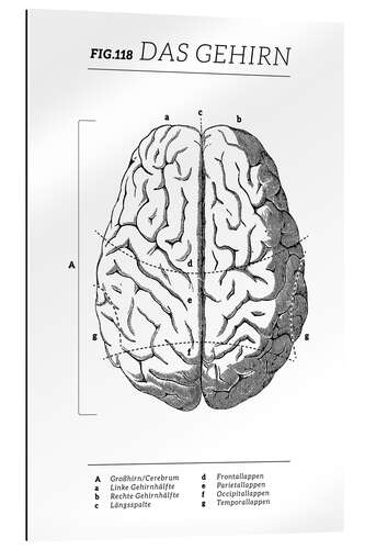 Gallery print Brain Vintage Chart (German)