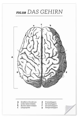 Naklejka na ścianę Brain Vintage Chart (German)