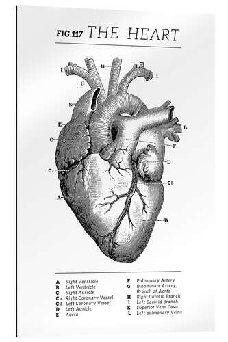 Stampa su plexi-alluminio Il cuore (inglese)