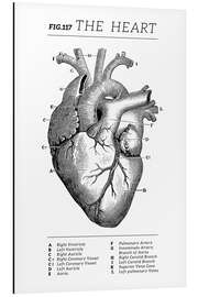 Magnettafel Das Herz, Diagramm (Vintage, Englisch)