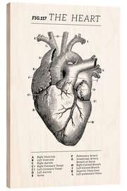 Print på træ  Heart Vintage Chart (English) - Vintage Educational Collection