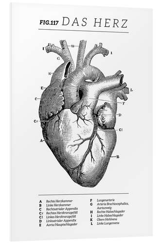 Print på skumplade Heart Vintage Diagram (German)