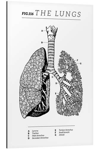 Aluminiumsbilde Lungs Vintage Chart (English)