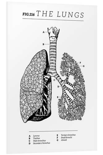 Foam board print Fig.116 Lungs (Vintage Chart)