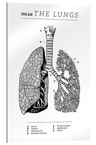 Galleriataulu Lungs Vintage Chart (English)