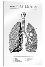 Galleriataulu Lungs Vintage Chart (English)