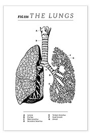Wandbild  Die Lunge, Diagramm (Vintage, Englisch) - Vintage Educational Collection