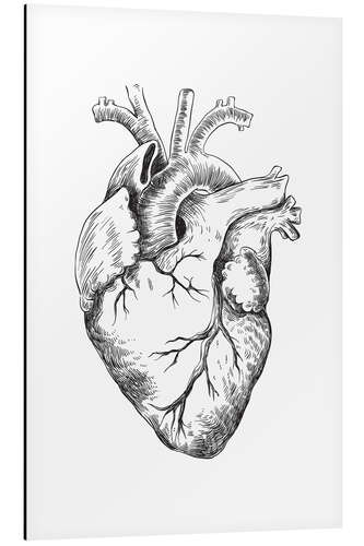 Aluminium print Anatomical Heart