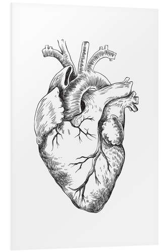 Foam board print Anatomical Heart