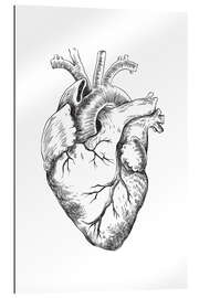 Stampa su plexi-alluminio Cuore anatomico