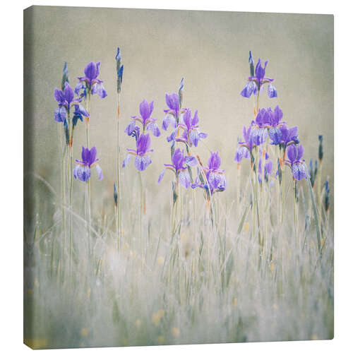 Canvas print Lily meadow