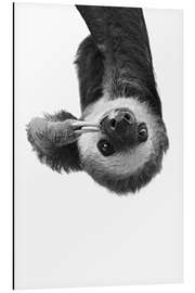 Magnettafel Abhängen - Faultier