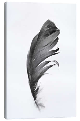 Canvas print Black Feather