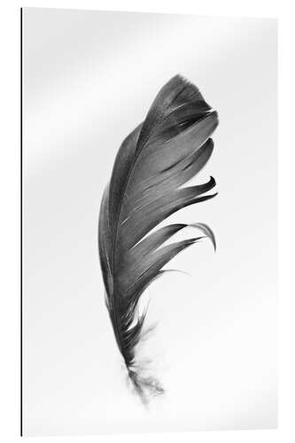 Gallery print Black Feather