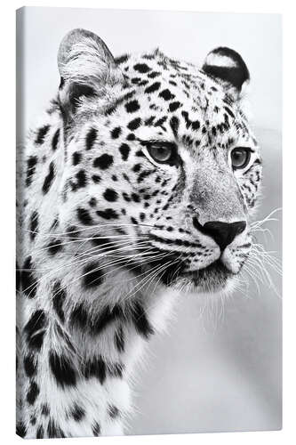 Canvas print Jaguar