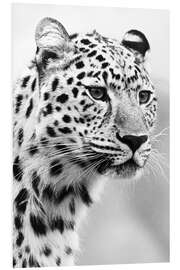 Foam board print Jaguar