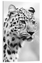 Gallery print Jaguar