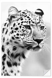 Wall sticker Jaguar