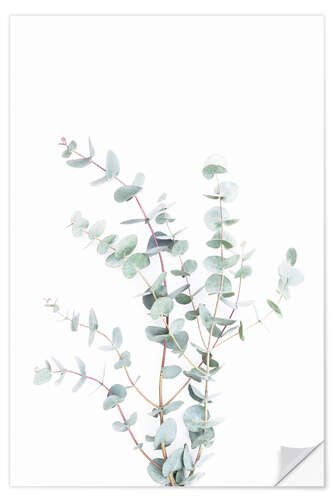 Wall sticker Eucalyptus II