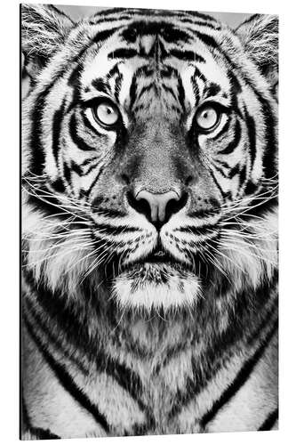 Aluminium print Majestic Tiger