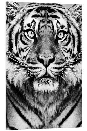 Foam board print Majestic Tiger