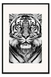 Gerahmter Kunstdruck Majestätischer Tiger