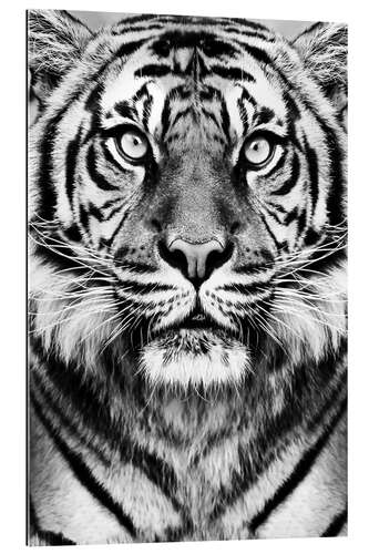 Gallery Print Majestätischer Tiger