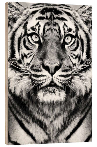 Wood print Majestic Tiger