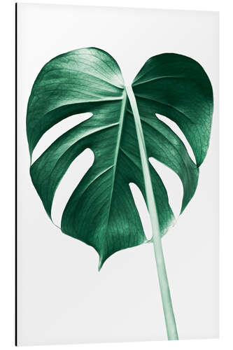 Aluminium print Solitary Monstera