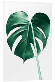 Foam board print Solitary Monstera