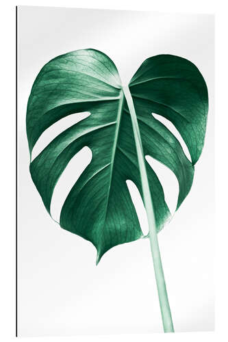 Galleritryk Solitær monstera