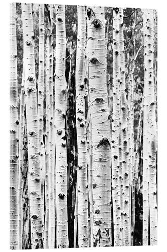 Acrylic print Birch Trunks