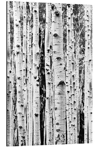 Aluminium print Birch Trunks