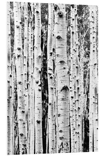 Foam board print Birch Trunks