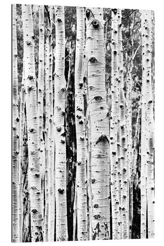 Gallery print Birch Trunks