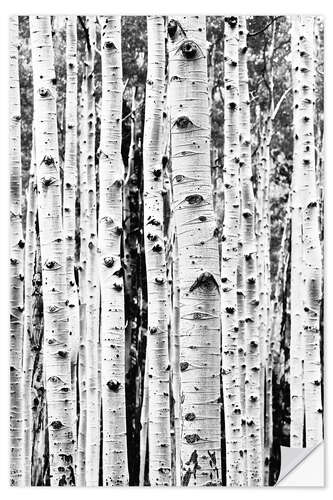 Naklejka na ścianę Birch Trunks