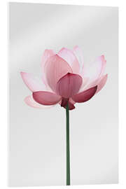 Acrylglasbild  Lotusblüte - Sisi And Seb