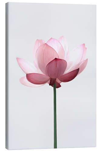 Canvas print Lotus Flower