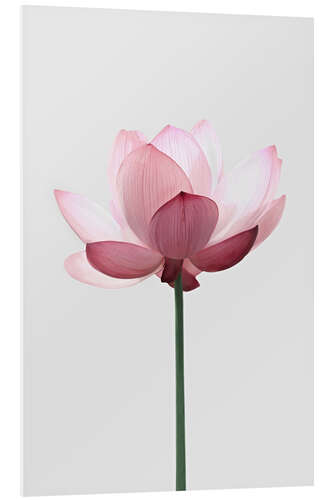 Foam board print Lotus Flower