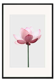 Gerahmter Kunstdruck Lotusblüte