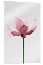 Tableau en plexi-alu Fleur de lotus