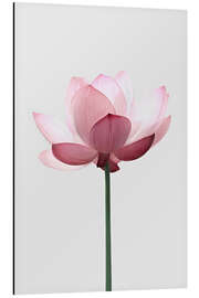 Magnettafel Lotusblüte