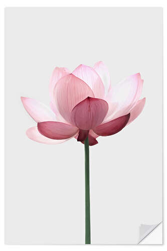 Wall sticker Lotus Flower